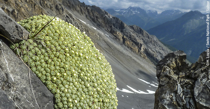 Migrations des plantes en Suisse